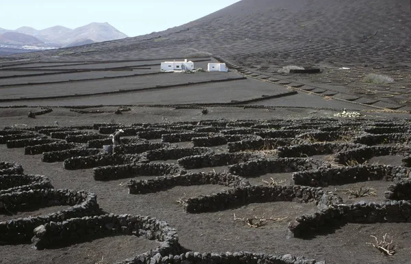 Geria Lanzarote Vinodling Areal Vinodlingsområde Sänkorna Från Lava — Stockfoto