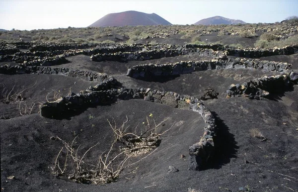 Geria Lanzarote Vinodling Areal Vinodlingsområde Sänkorna Från Lava — Stockfoto