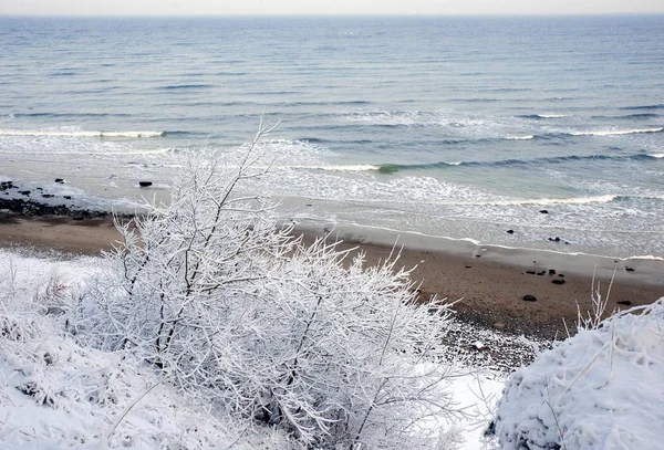 バルト海冬季霜で覆われた木 — ストック写真