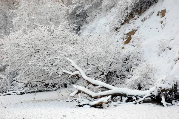 Floresta Coberta Neve Com Árvores — Fotografia de Stock
