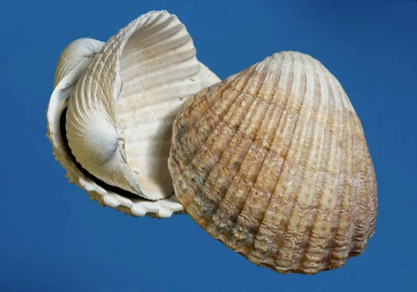 Moules Mer Isolées Sur Surface Bleue Souvenirs — Photo