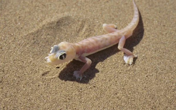 Little Palmatogecko Lizard Desert Sand — Stock Photo, Image