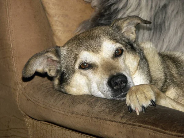 Perro Perro Acostado Sillón Casa Mirando Cámara — Foto de Stock