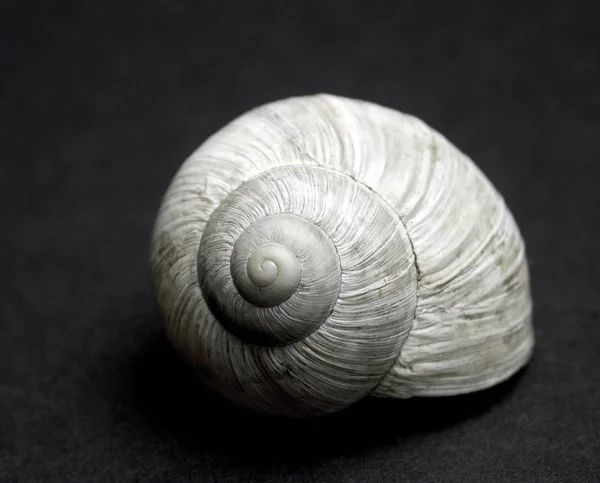 Escargot Vue Rapprochée Photo De Stock