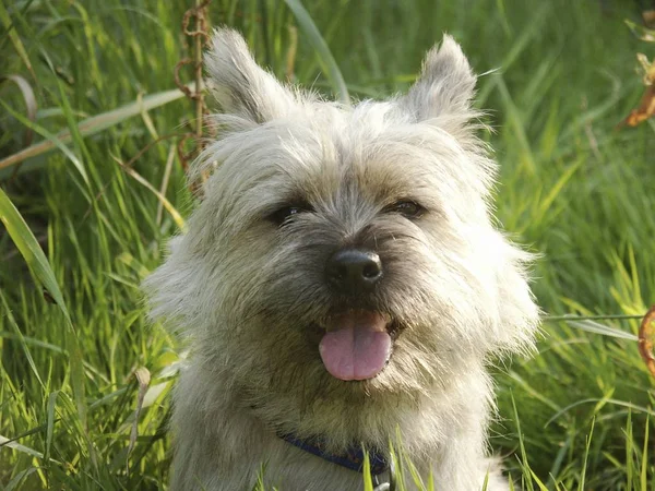 White Hairy Terrier Dog Green Grass — Stock Photo, Image