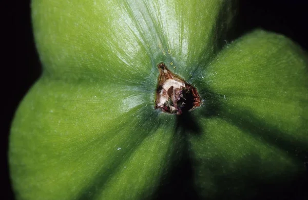 Gyümölcs Stand Amaryllis Részlete — Stock Fotó