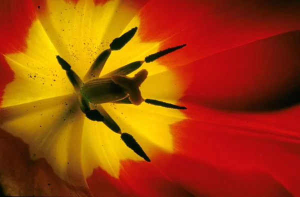 Tulipa Vermelha Pétalas Flores Close — Fotografia de Stock