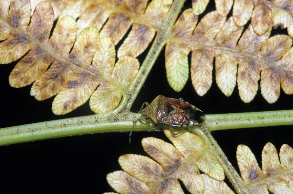 Bug Uma Visão Macro Detalhada Samambaia — Fotografia de Stock