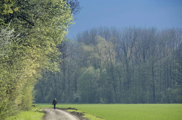 春天的风景 人走在小径在森林 — 图库照片
