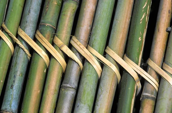 Тропические Трости Бамбука Фон — стоковое фото