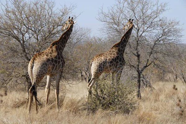 Καμηλοπαρδάλεις Krugerpark Νότια Αφρική Αφρική — Φωτογραφία Αρχείου