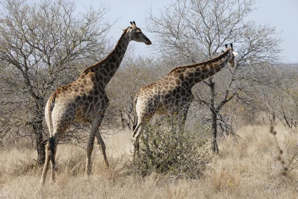 Καμηλοπαρδάλεις Krugerpark Νότια Αφρική Αφρική — Φωτογραφία Αρχείου