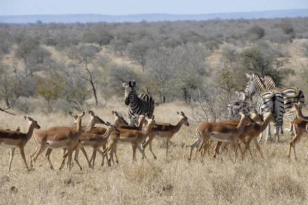 砂漠の Antilopes とアフリカのシマウマ — ストック写真