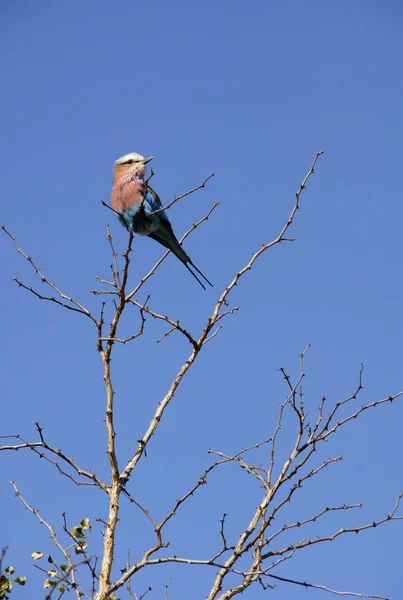 Lilac bird on tree, breasted Roller, Coracius caudate