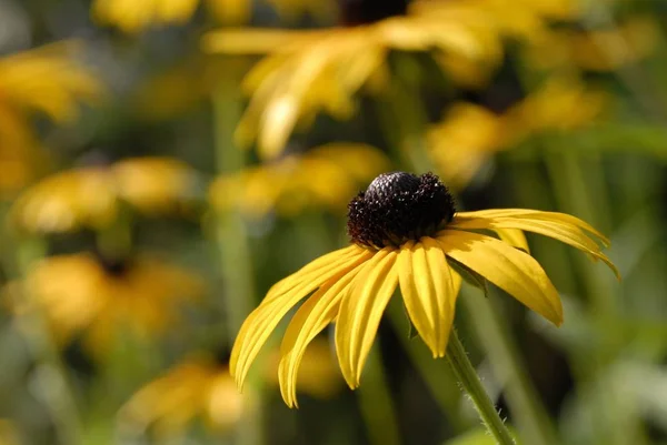 yellow Cone flowers, Echinacea angustifolia close up