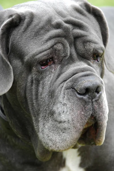Mastino Napoletano Hond Dierlijke Portret — Stockfoto