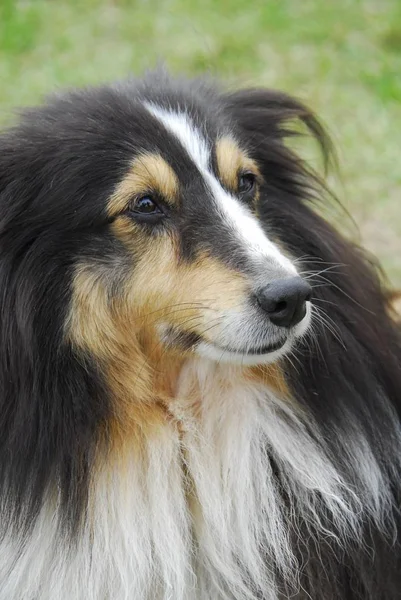 Shelty Retrato Animal Cão — Fotografia de Stock