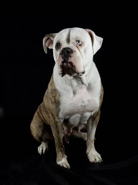 Bulldog Americano Estúdio Sobre Fundo Preto — Fotografia de Stock