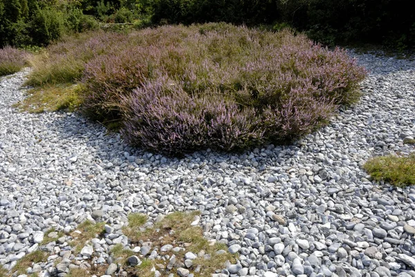 Pebbles Rocks Bush Grass — Stock Photo, Image