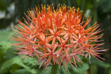 Blood Lily (Scadoxus multiflorus), native to South Africa clipart