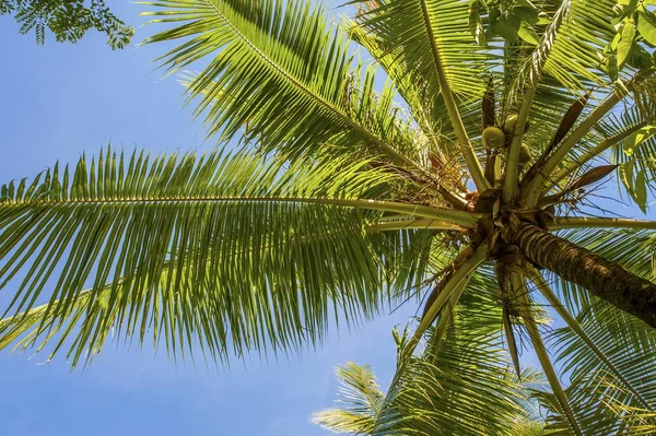 Coconut Palm Cocos Nucifera Sulawesi Indonésie Asie — Photo