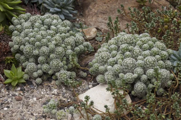 Mammillaria Gracilis Cactus Уродженець Мексики — стокове фото