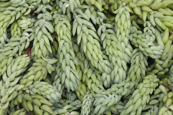 Burro Tail Donkey Tail Sedum Morganianum Native Mexico — 스톡 사진