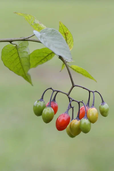 Nightshade Agridoce Solanum Dulcamara — Fotografia de Stock