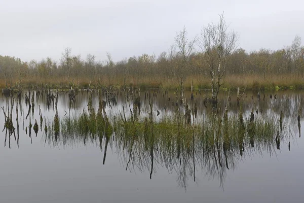 Reidratazione Delle Zone Umide Con Betulle Morte Betula Pubescens Bargerveen — Foto Stock