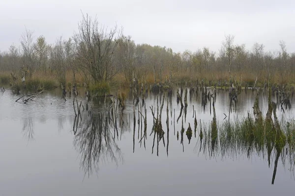 Wetland Rehydration Dead Birch Trees Betula Pubescens Bargerveen Επαρχία Drenthe — Φωτογραφία Αρχείου