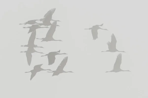 Common Cranes Grus Grus Lennon Aikana Brandenburg Saksa Eurooppa — kuvapankkivalokuva