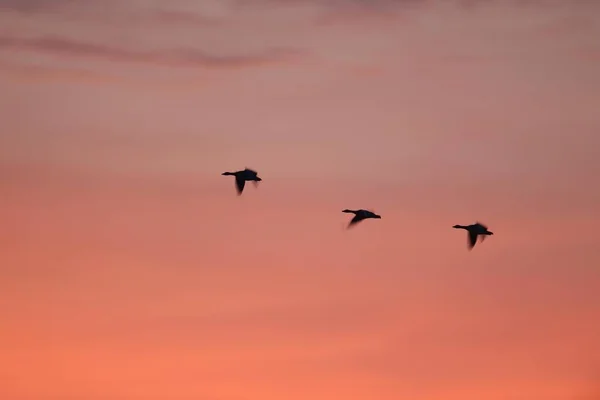 Greylag Geese Anser Anser Brandenburg Germany Europe — стокове фото