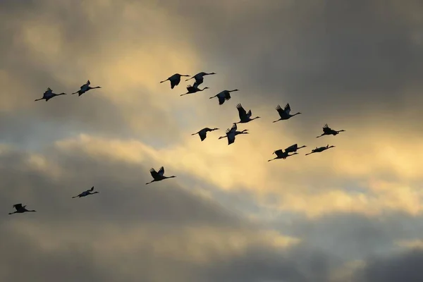 Common Cranes Grus Grus Flight Brandenburg Germany Europe — 图库照片