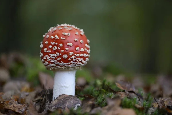 Fly Agaric Amanita Muscaria Emsland Basse Saxe Allemagne Europe — Photo