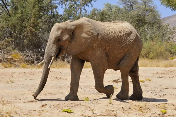 Jovem Touro Raro Elefante Deserto Namíbia Loxodonta Africana Rio Hoanib — Fotografia de Stock