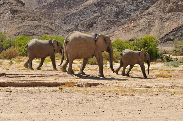 Group of the rare Namibian Desert Elephant (Loxodonta africana), Hoanib River, Namib desert, Kaokoland, Kaokoveld, Kunene regionNamibia