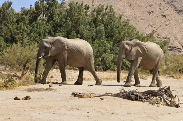 Dois Dos Raros Elefantes Deserto Namíbia Loxodonta Africana Rio Hoanib — Fotografia de Stock