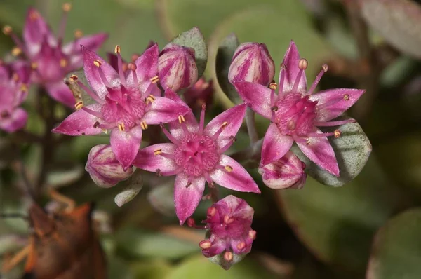 Sedum Cyaneum Baden Wrttemberg Germania Europa — Fotografie, imagine de stoc