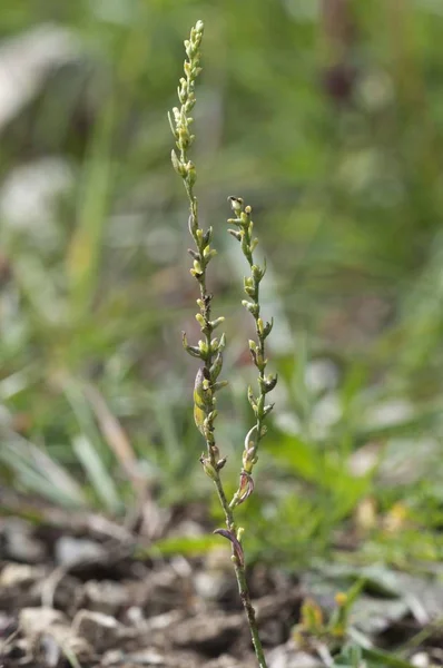 Spurge Flax Thymelaea Passerina Baden Wrttemberg Alemania Europa —  Fotos de Stock