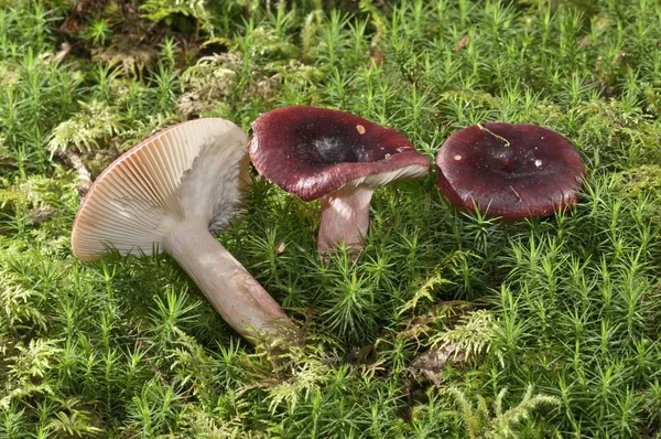 Roter Heringstubling Closeup View Mushrooms —  Fotos de Stock