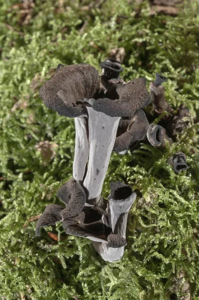 Horn Plenty Closeup View Mushrooms — Stock Photo, Image