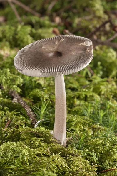 Umber Zoned Ringless Amanita Closeup View Mushrooms — Stock Photo, Image
