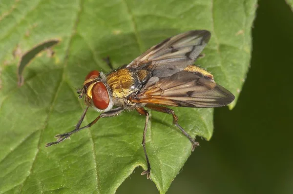 Ectophasia Oblongaクローズアップビュー — ストック写真