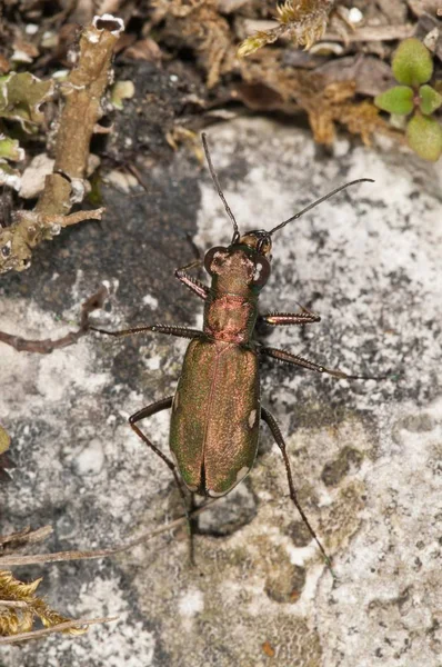 Tedesco Tiger Beetle Vista Vicino — Foto Stock