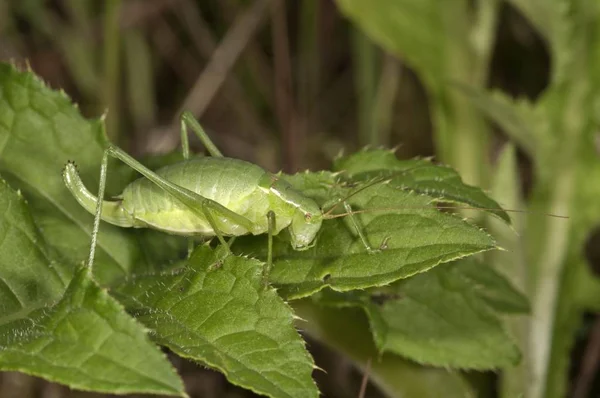 Bush Cricket Closeup View — 스톡 사진