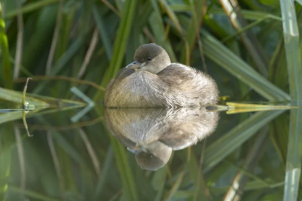 Little Grebe Tachybaptus Ruficollis Самка — стоковое фото