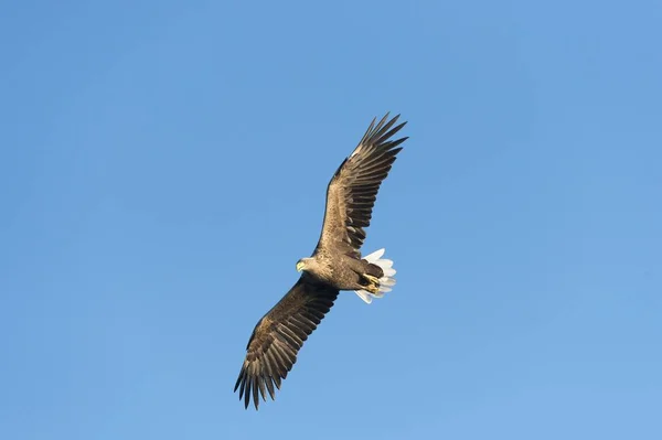 Eagle Sea Eagle Haliaeetus Albicilla Πτήσει Mecklenburg Lake District Mecklenburg — Φωτογραφία Αρχείου