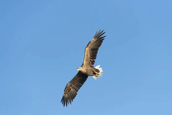 Seeadler Oder Seeadler Haliaeetus Albicilla Flug Mecklenburgische Seenplatte Mecklenburg Vorpommern — Stockfoto