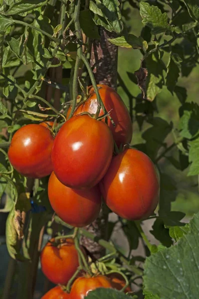 Pomodori Maturi Prugne Solanum Lycopersicum Sul Cespuglio — Foto Stock