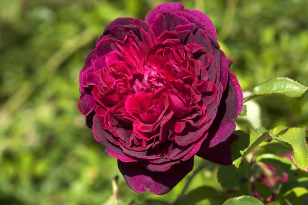 Flor Rosa Roja Rosa Heathcliff —  Fotos de Stock